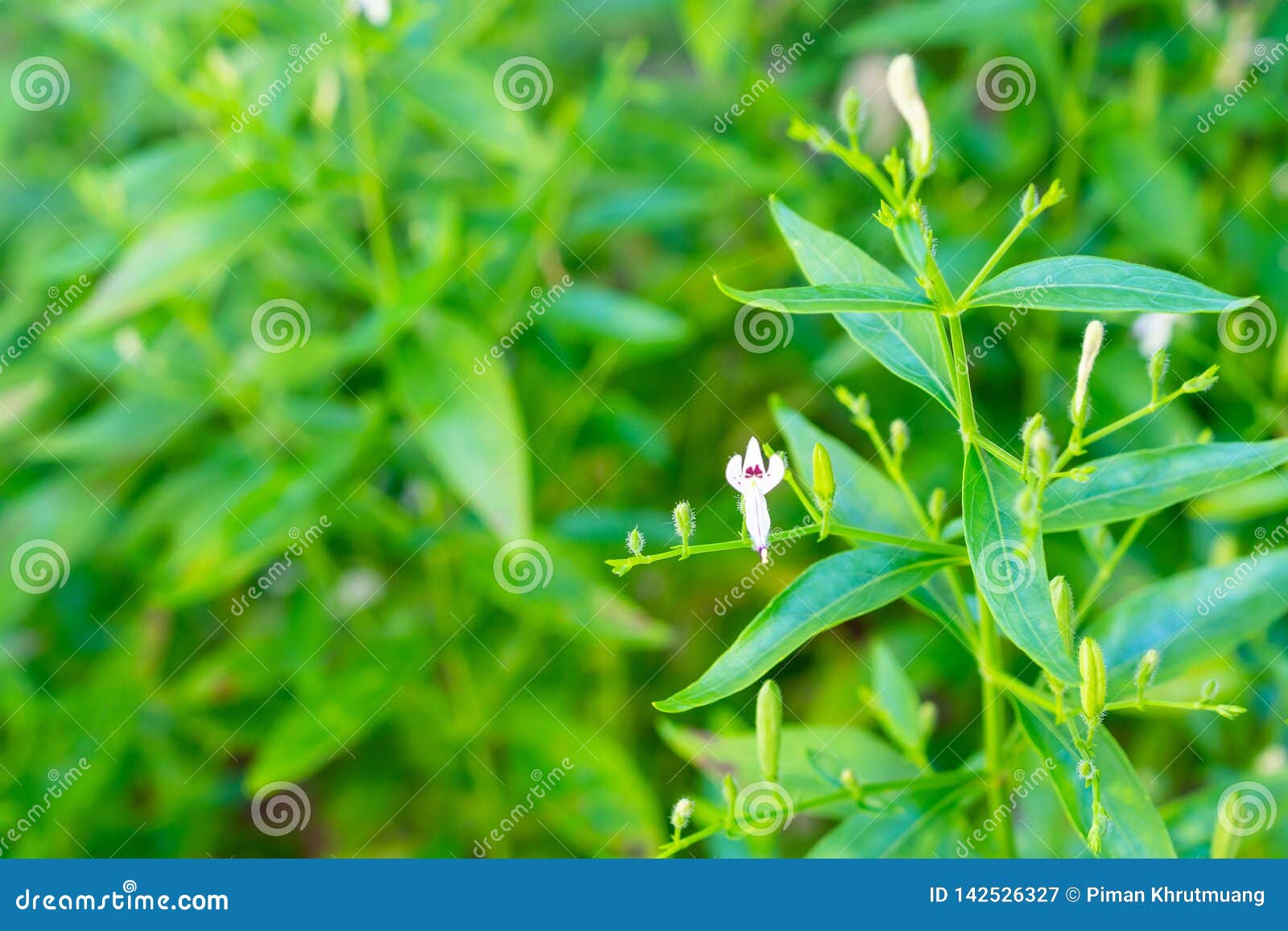 Andrographis paniculata herba adalah