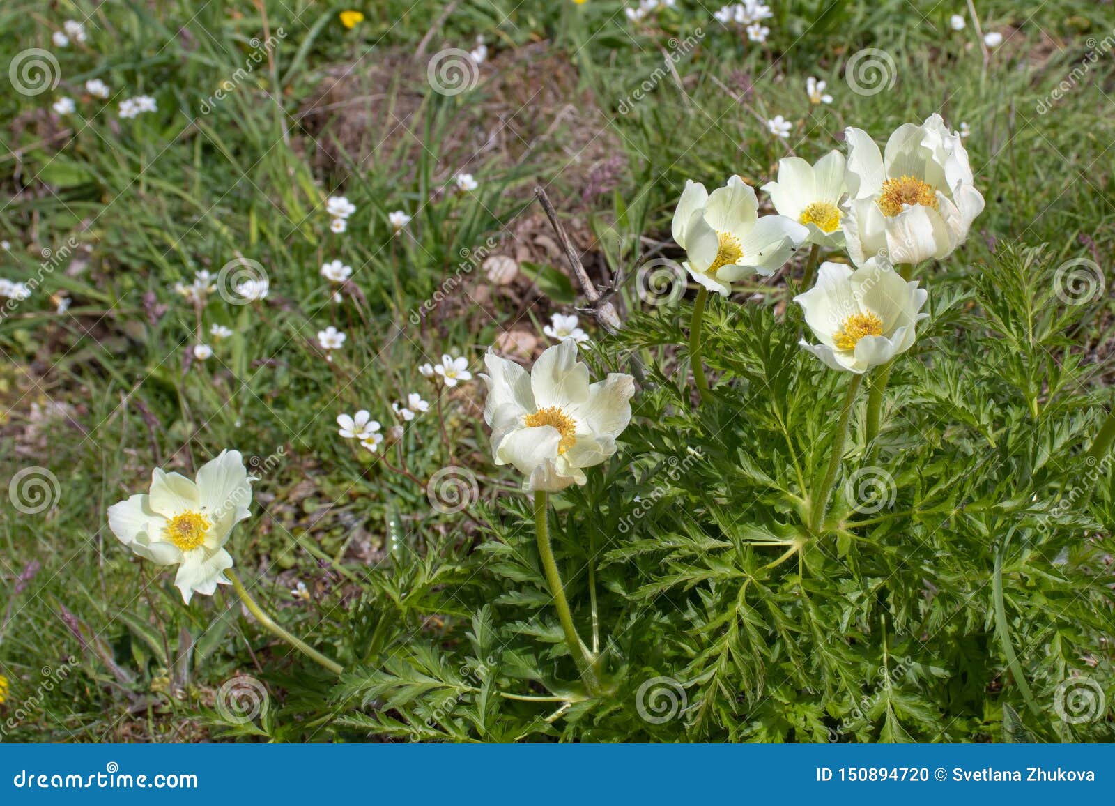 anemona cantabrica or anemone pavoniana flowering plant in the spring