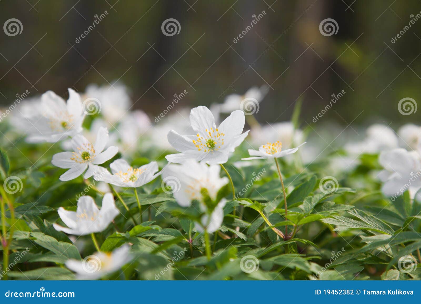 White anemone nemorosa (wood anemone)