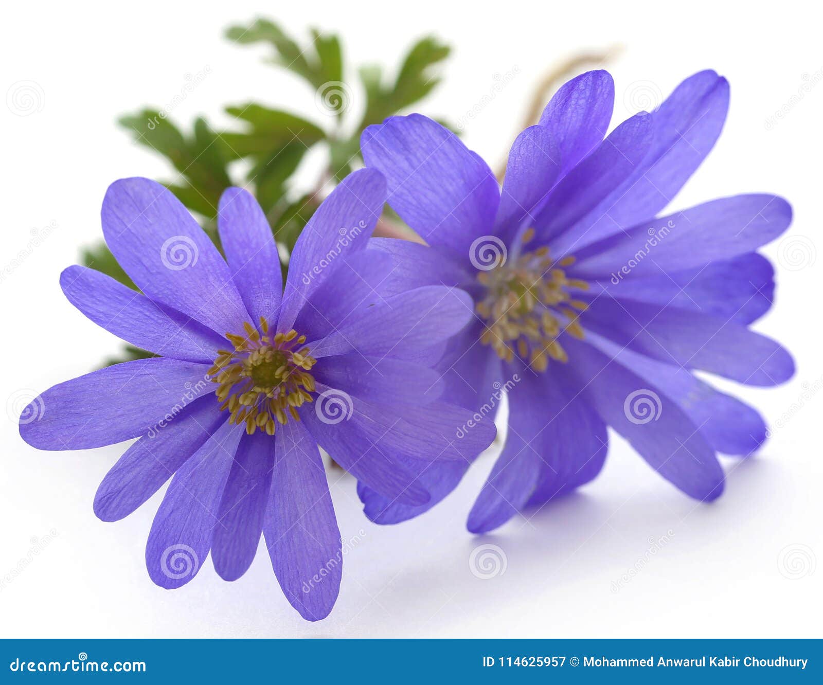 Anemone Blanda immagine stock. Immagine di sfondo, aperto - 114625957