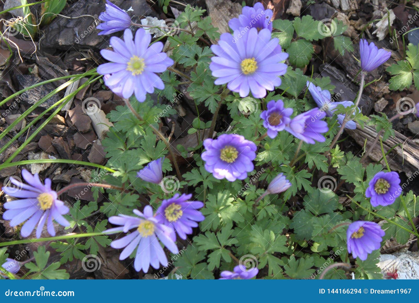 Anemone Blanda First Flowers of the Year Warmed by Sunbeams Stock
