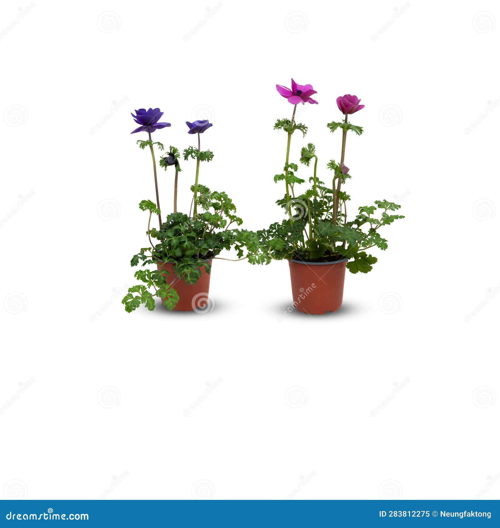 anemone coronaria animo pink indoor plants in pots cut out  white background with clipping path