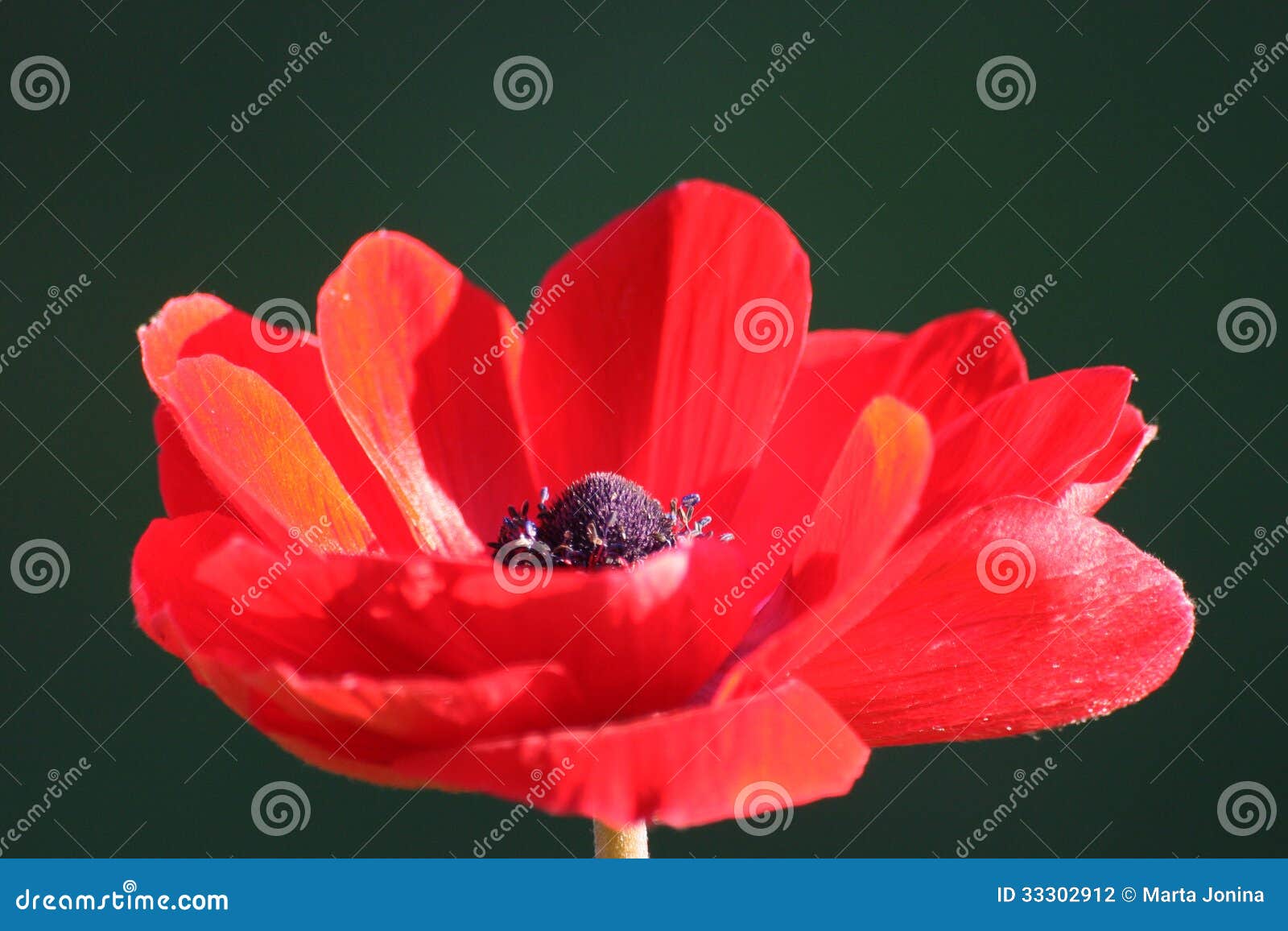 Anemone Coronaria Oder Mohnblumenanemone Stockfoto Bild von