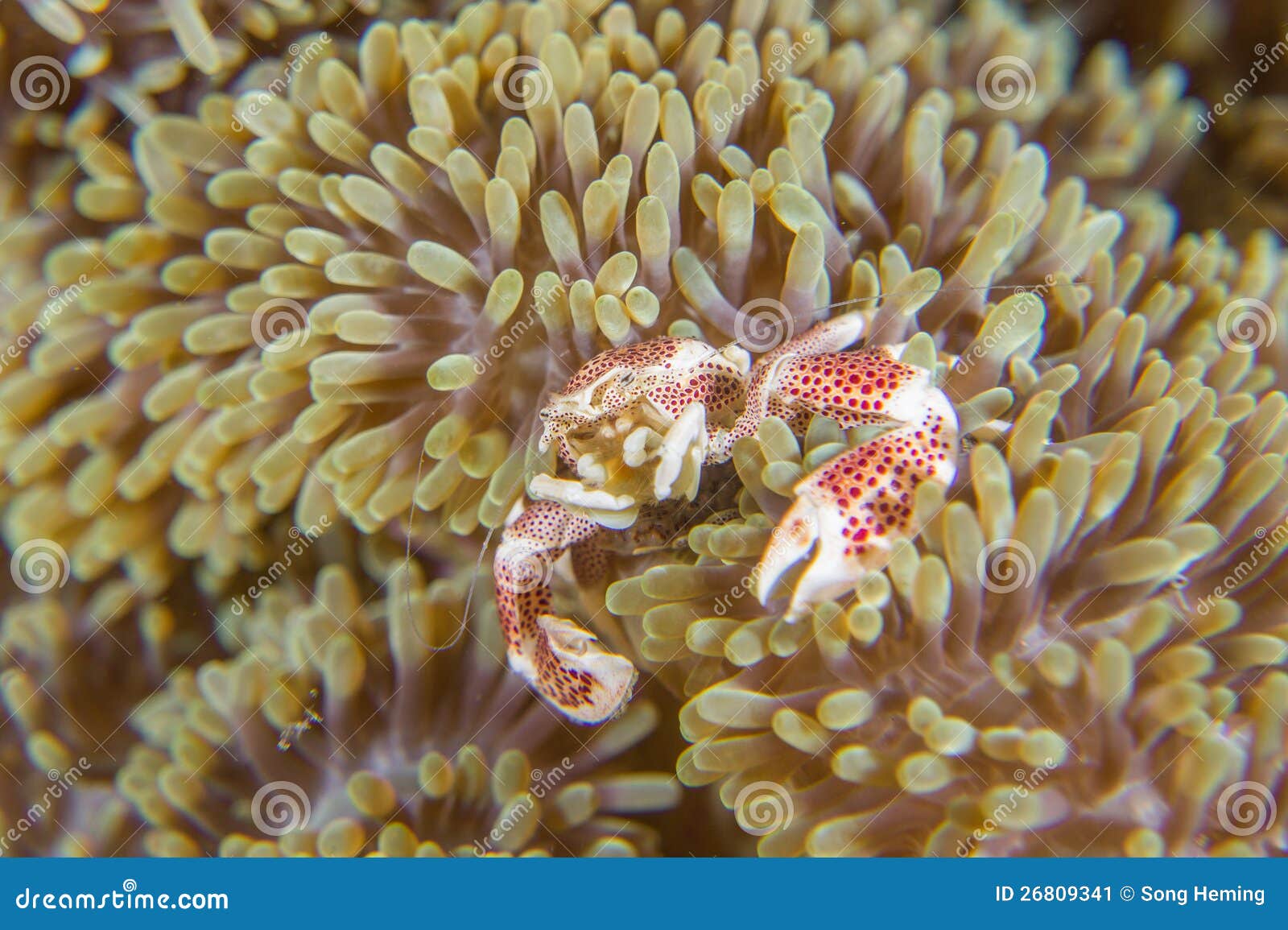 Anemone crab feeding stock image. Image of bright, aquarium 26809341
