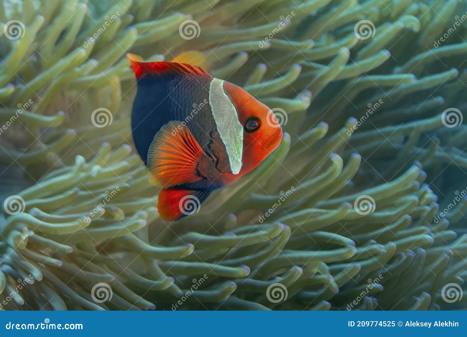 Anemone Fish With Its Anemone Has A Very Bright Color A Dark Body With An Orange Red Head And Fins And A Wide Vertical Light Stock Image Image Of Sealife Salt