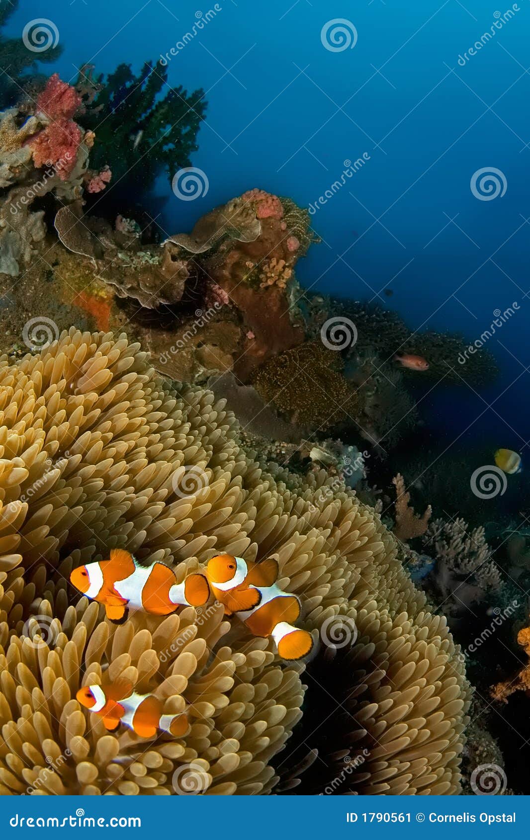 anemone fishes indonesia sulawesi