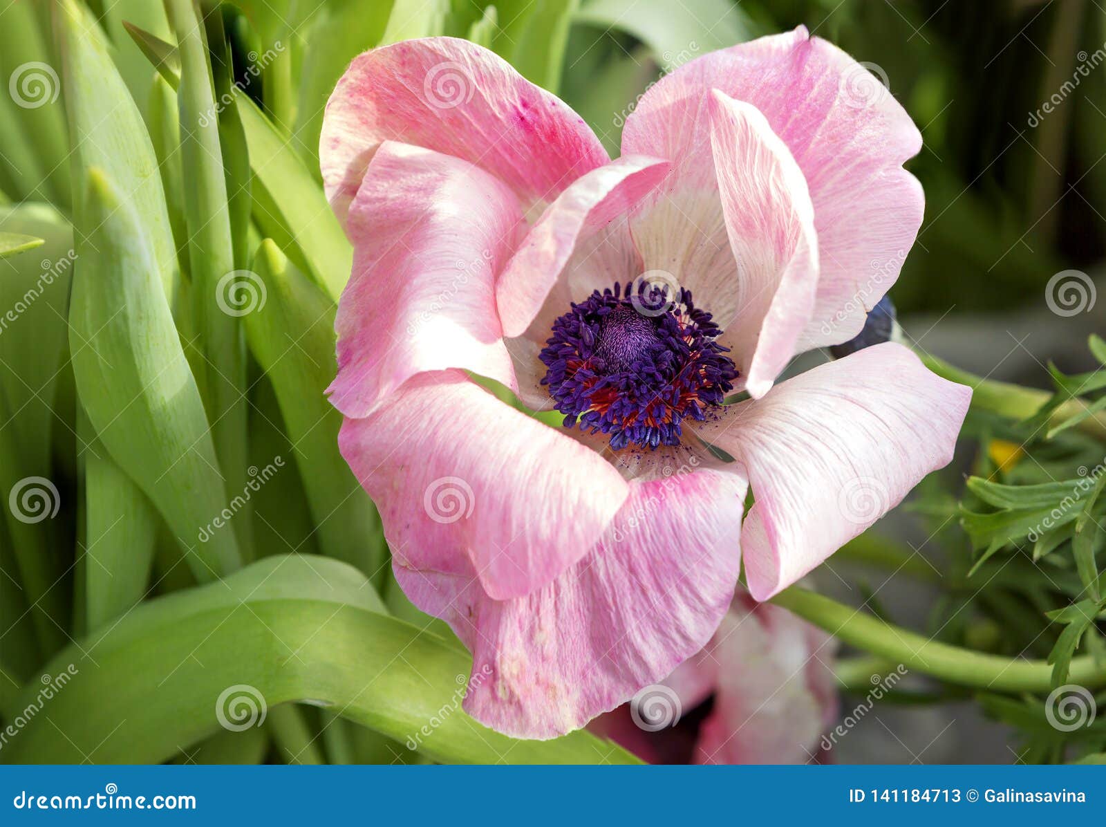 Anemone Flower image stock. Image du printemps, nature - 141184713