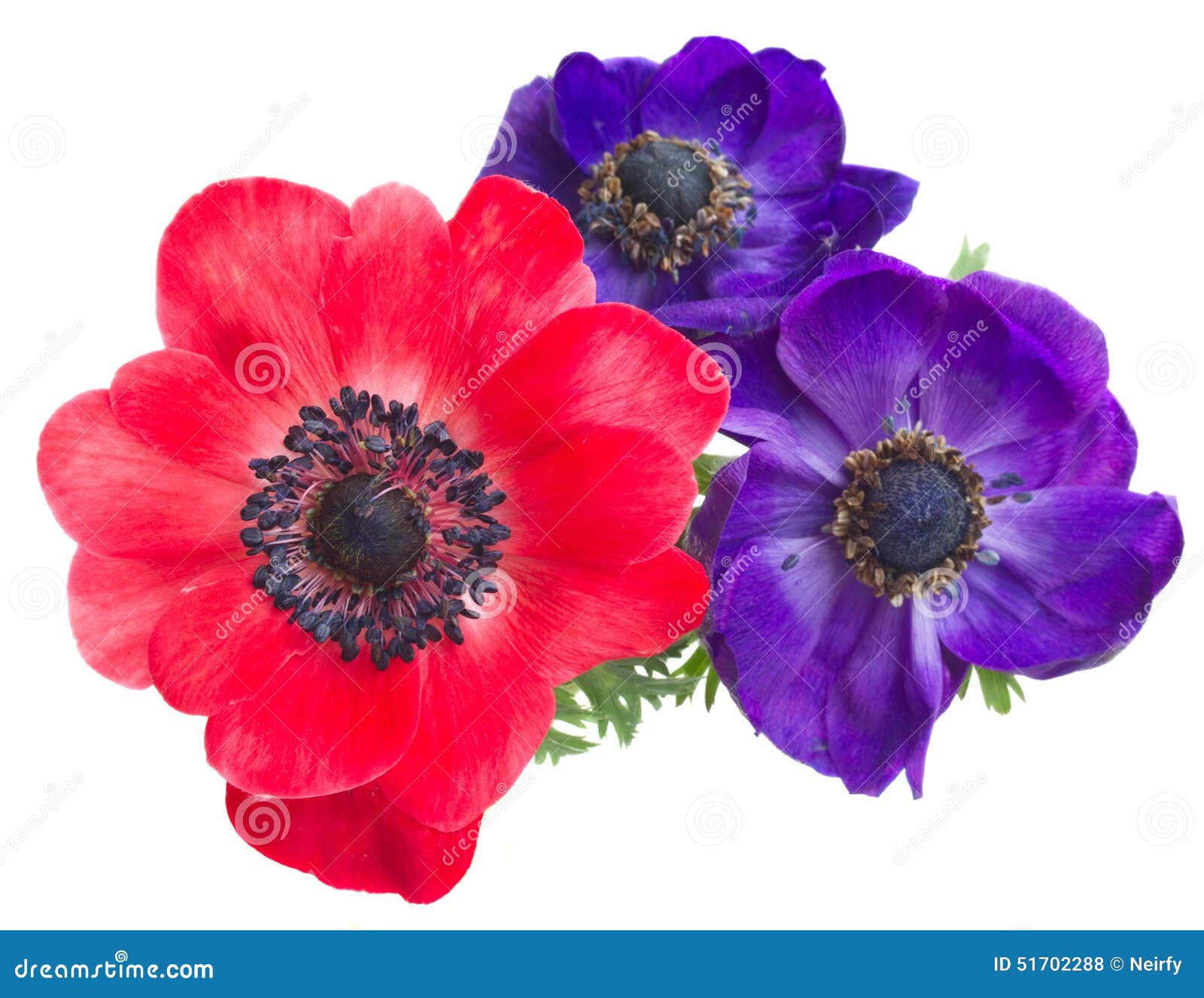 Anemone flowers stock photo. Image of beauty, flower 51702288