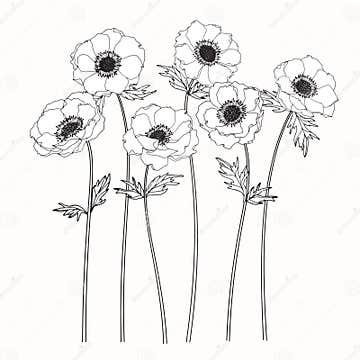 Anemone Flowers Drawing and Sketch with Line-art Stock Illustration ...