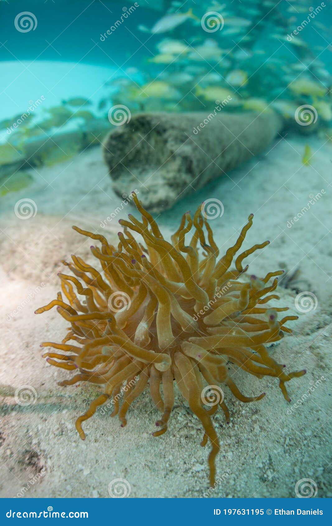 anemone on seafloor in caribbean sea