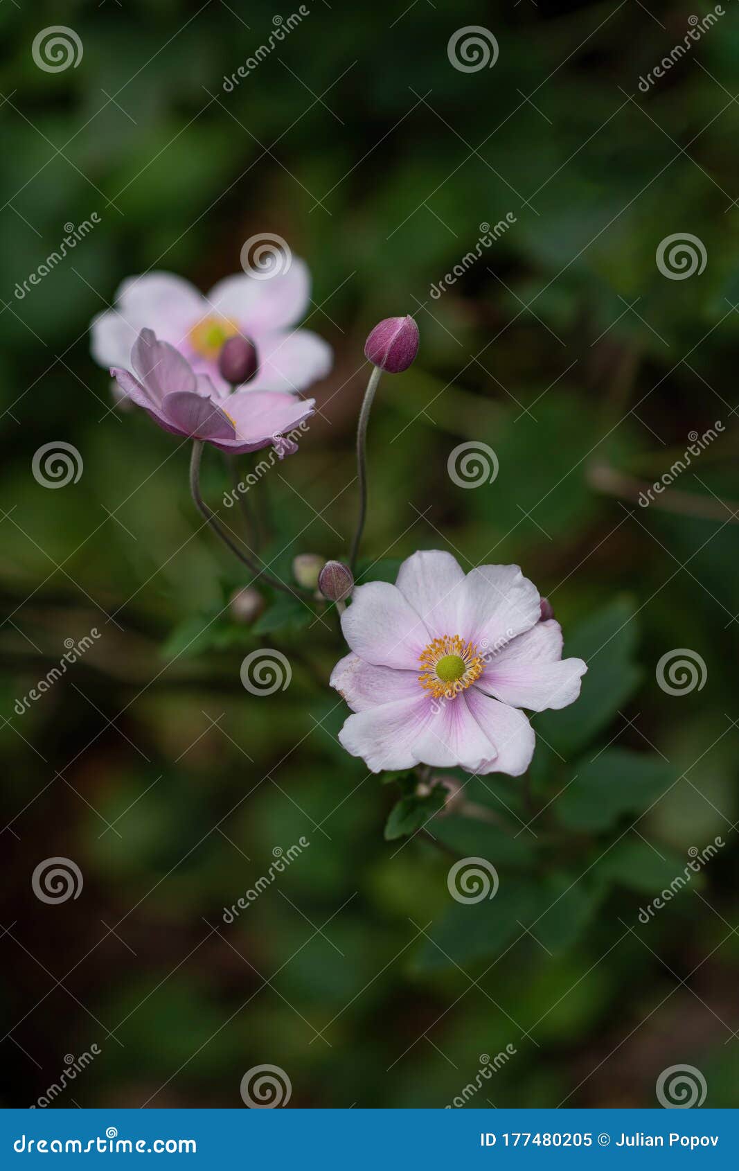 anemone hupehensis or japanese anemone with pink petals and yellow stamens