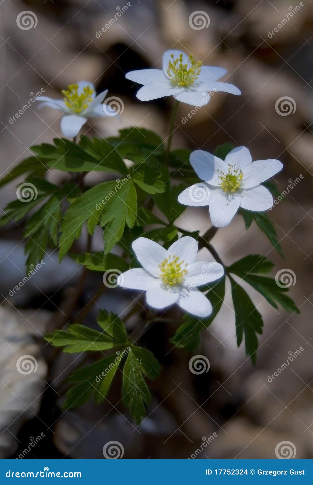 Anemone nemorosa stock photo. Image of corn, anemones 17752324
