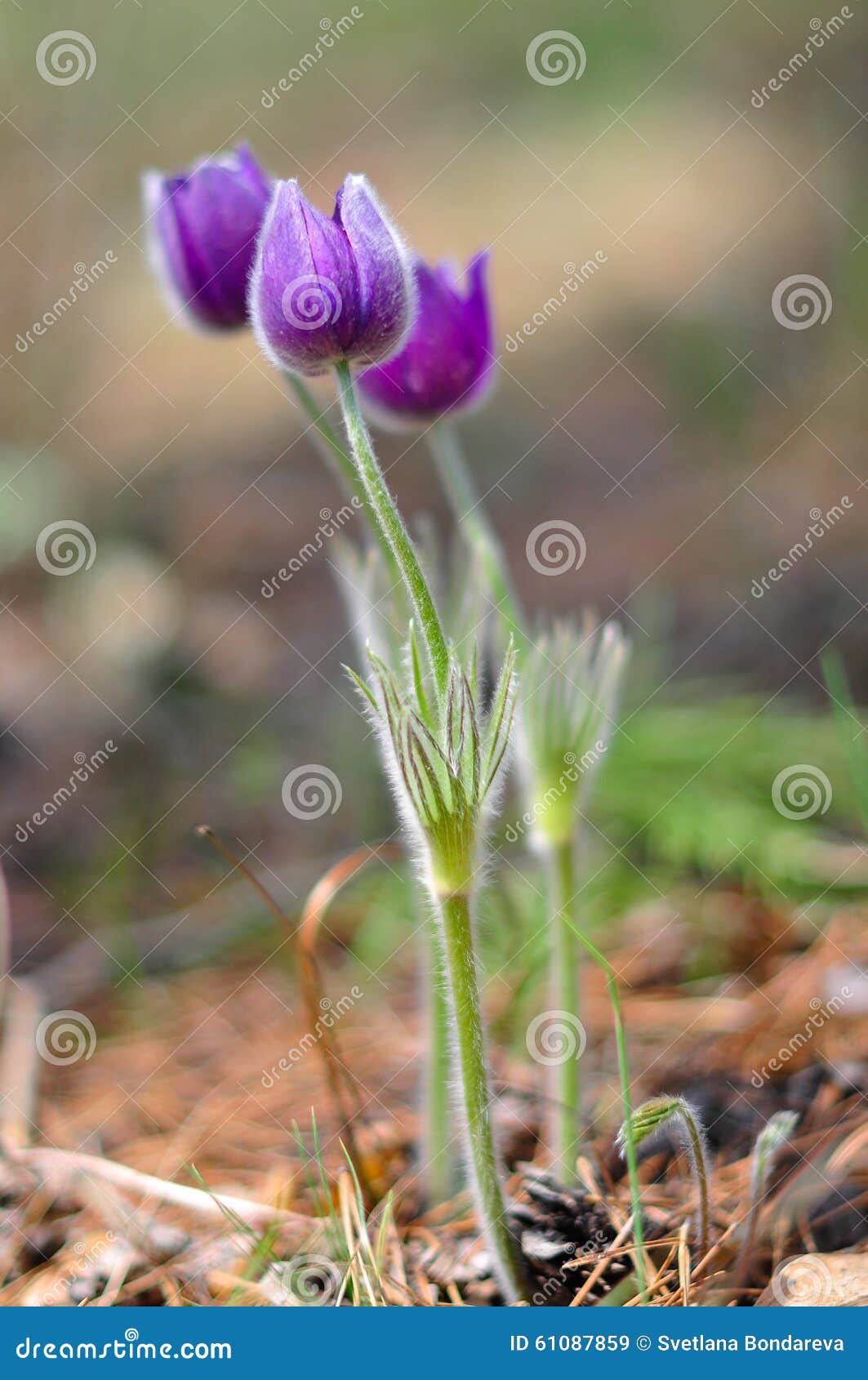 anemone patens (pulsatÃÂ­lla pÃÂ¡tens)