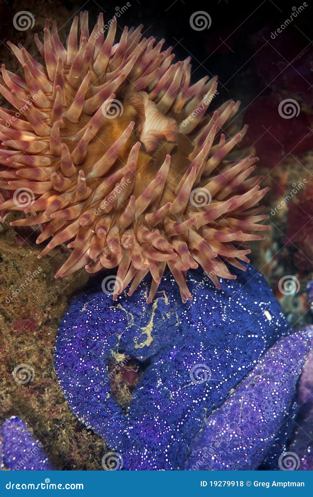 Anemone with Sea Star stock photo. Image of north, invertebrate - 19279918