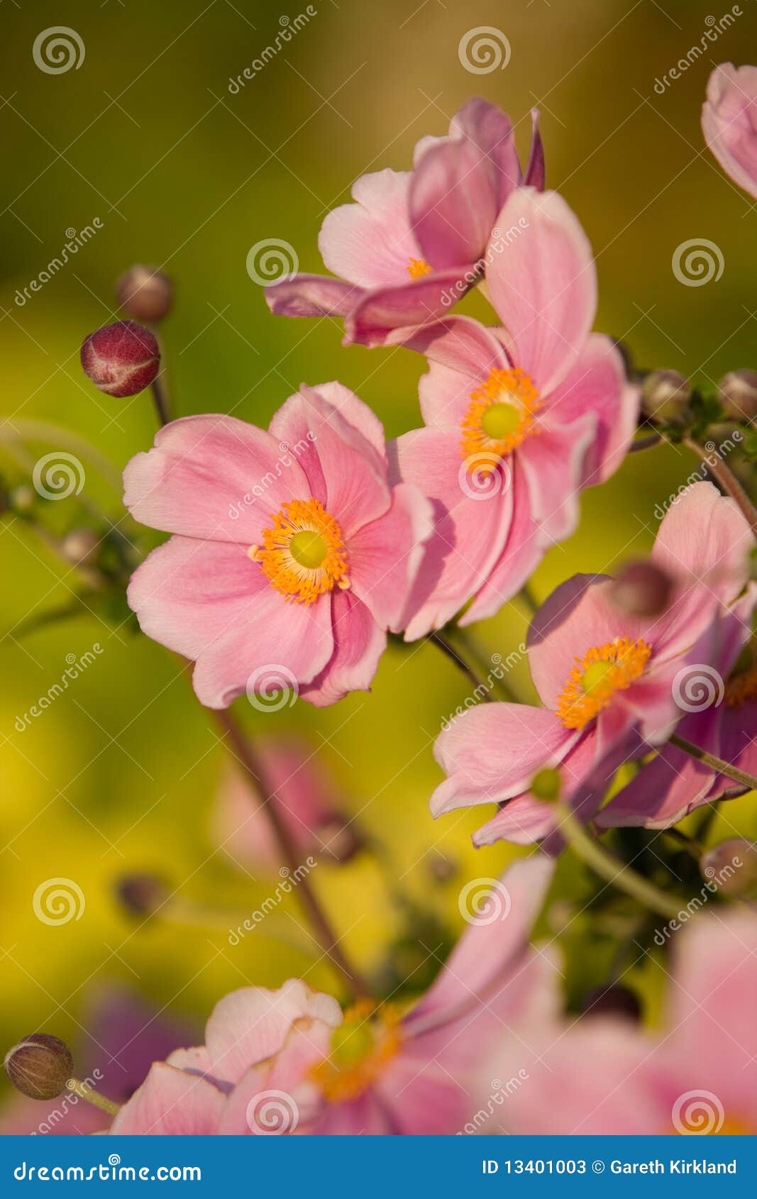 anemone,september charm