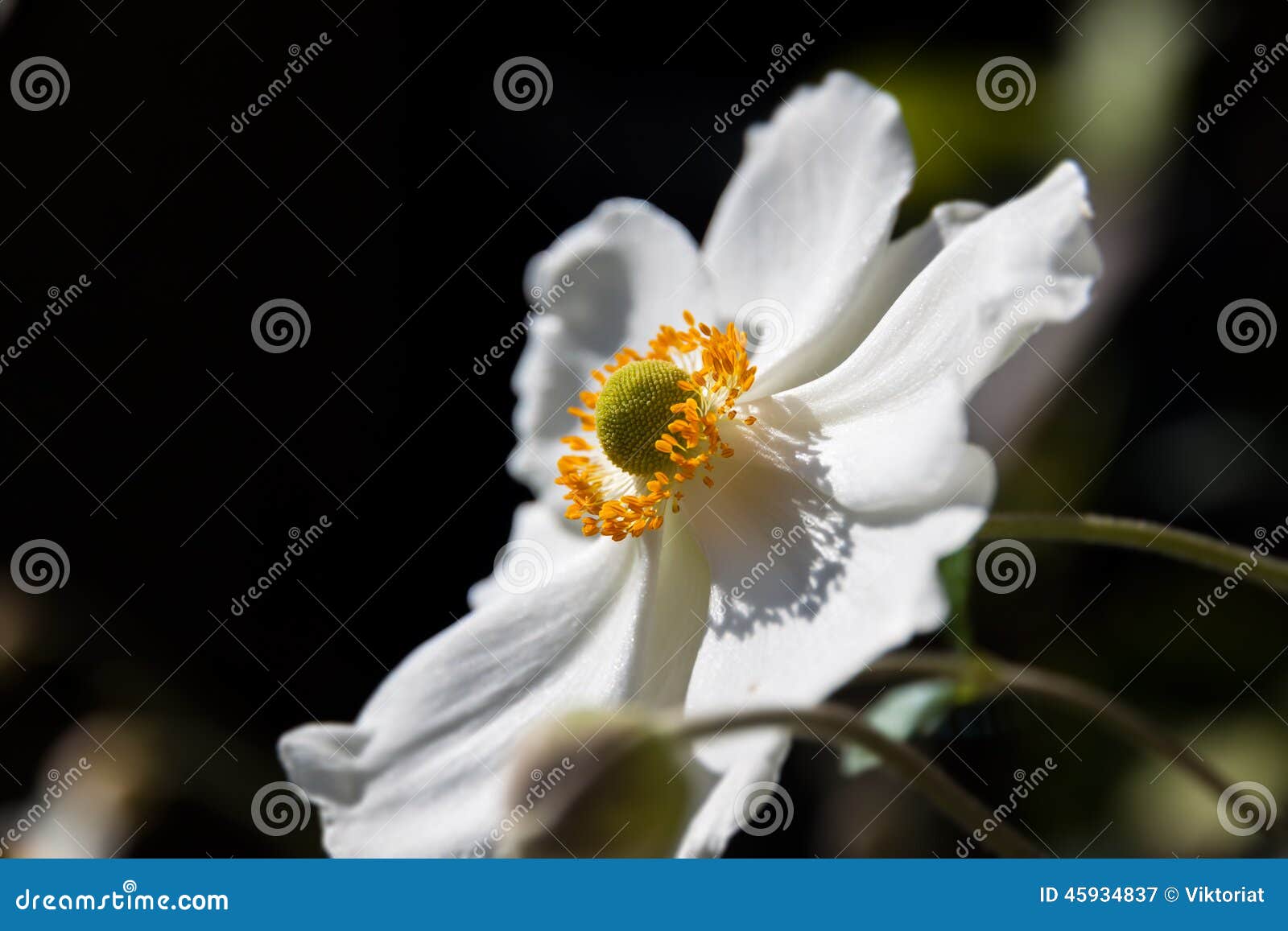 anemone sylvestris