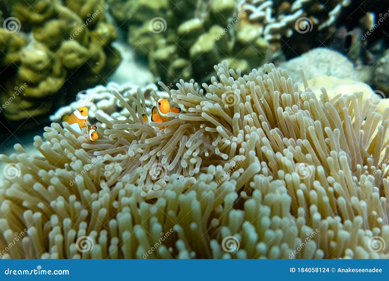 anemone under the sea in the cockburn  island of myanmar