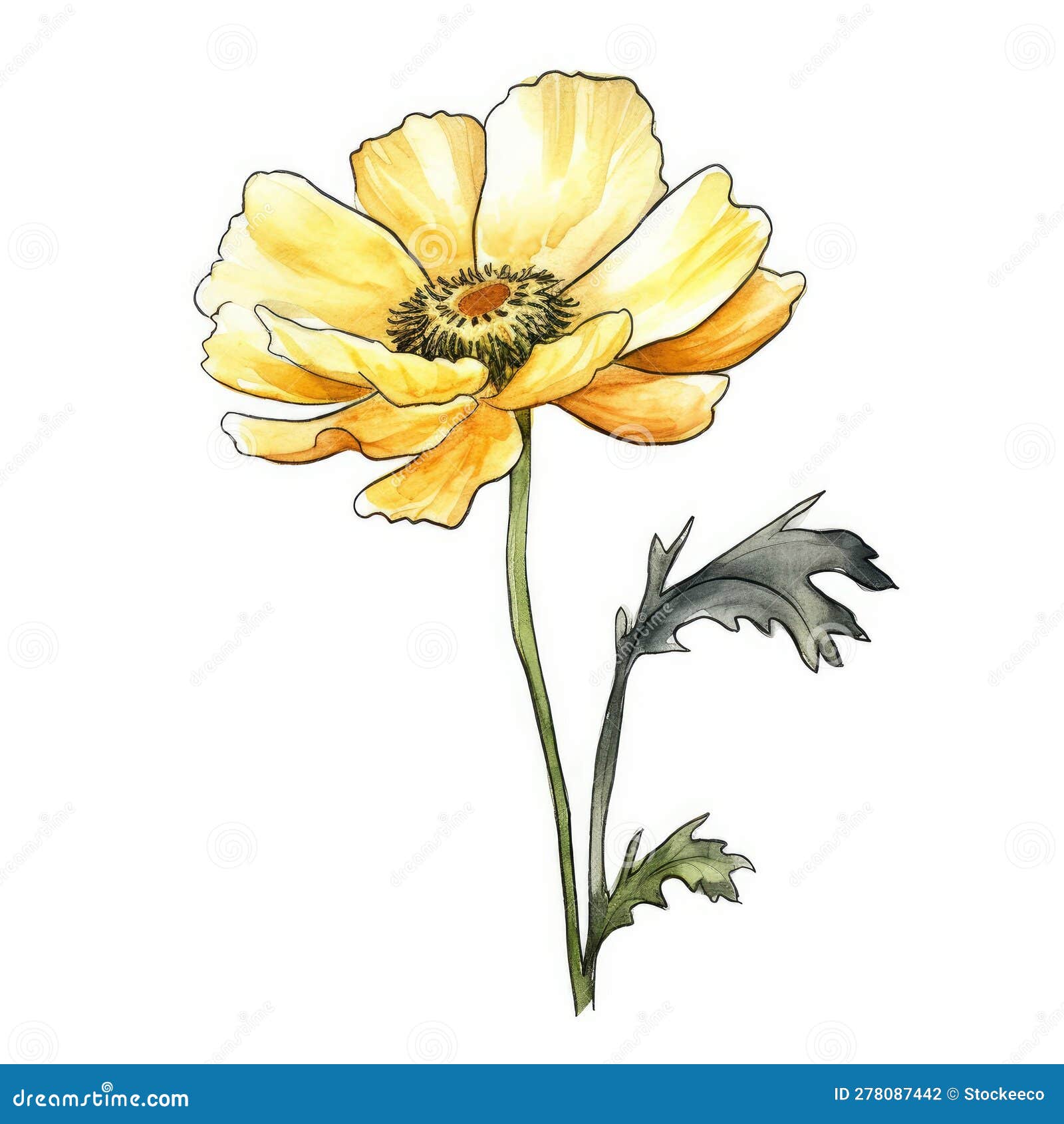 Anemone Watercolor Sketch Illustration of a Light Yellow Marigold ...