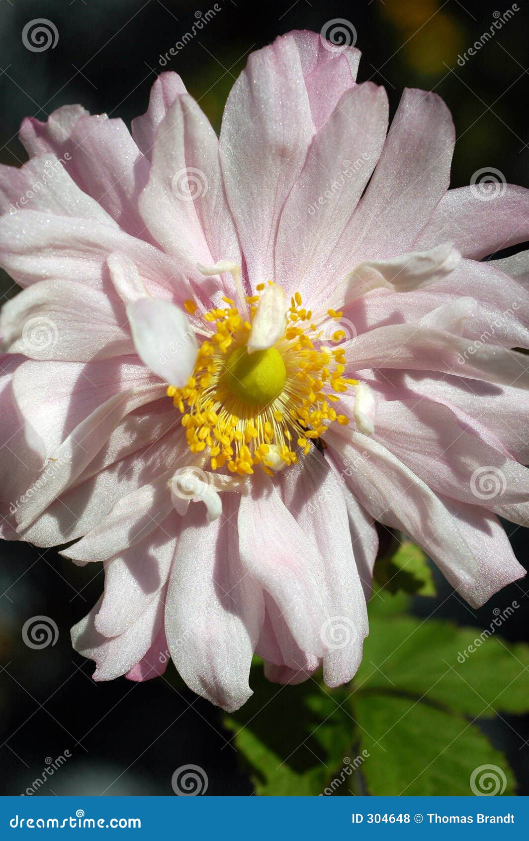pale pink japanese anemone flower
