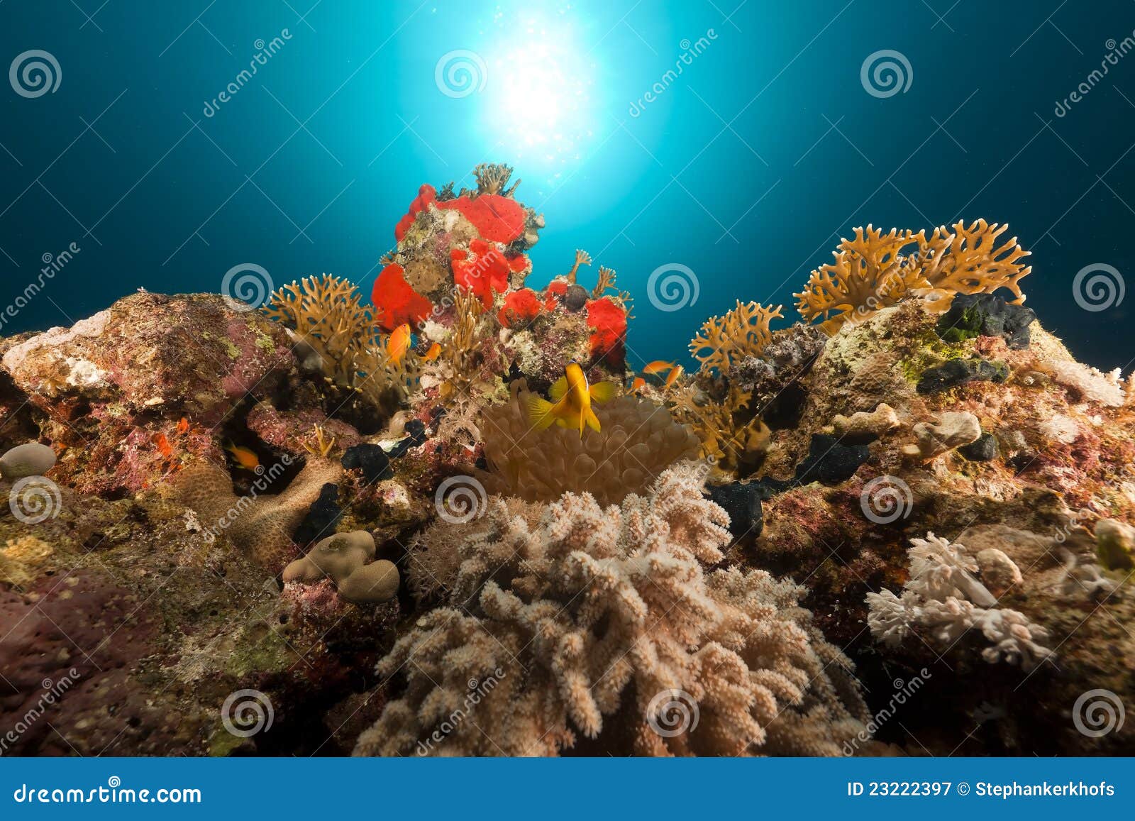 Anemonefish κόκκινη θάλασσα σκοπέλων τροπική Στοκ Εικόνα - εικόνα από ...