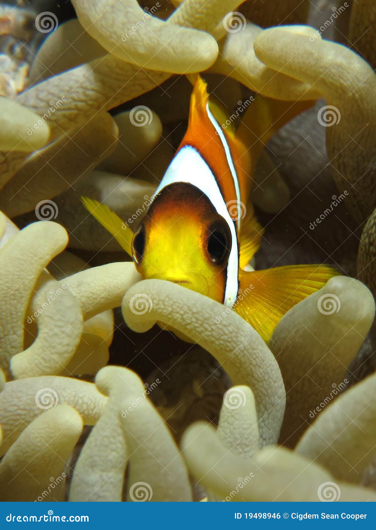 Two Twobar Anemonefish Laying In Their Anemone. Royalty-Free Stock ...