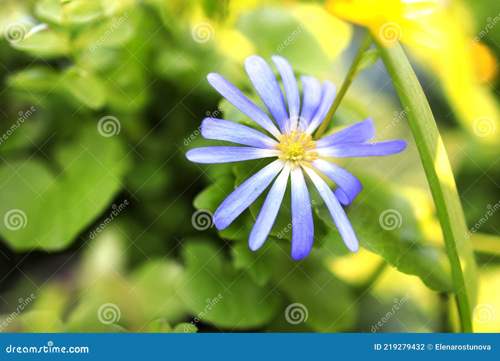 Anemonoides Blanda Syn. Anemone Blanda L'anémone Des Balkans Fleur De Grèce  Ou Fleur De Vent D'hiver Est Une Espèce De Floraison Photo stock - Image du  centrale, bleu: 219279432