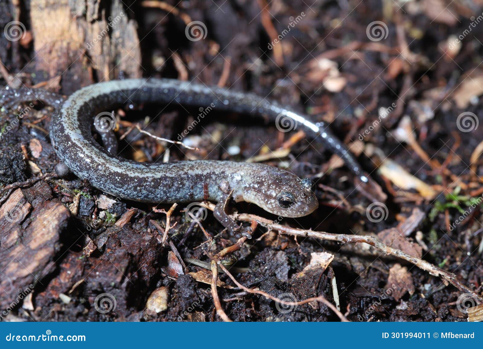 anerythrism in the red-backed salamander (plethodon cinereus)