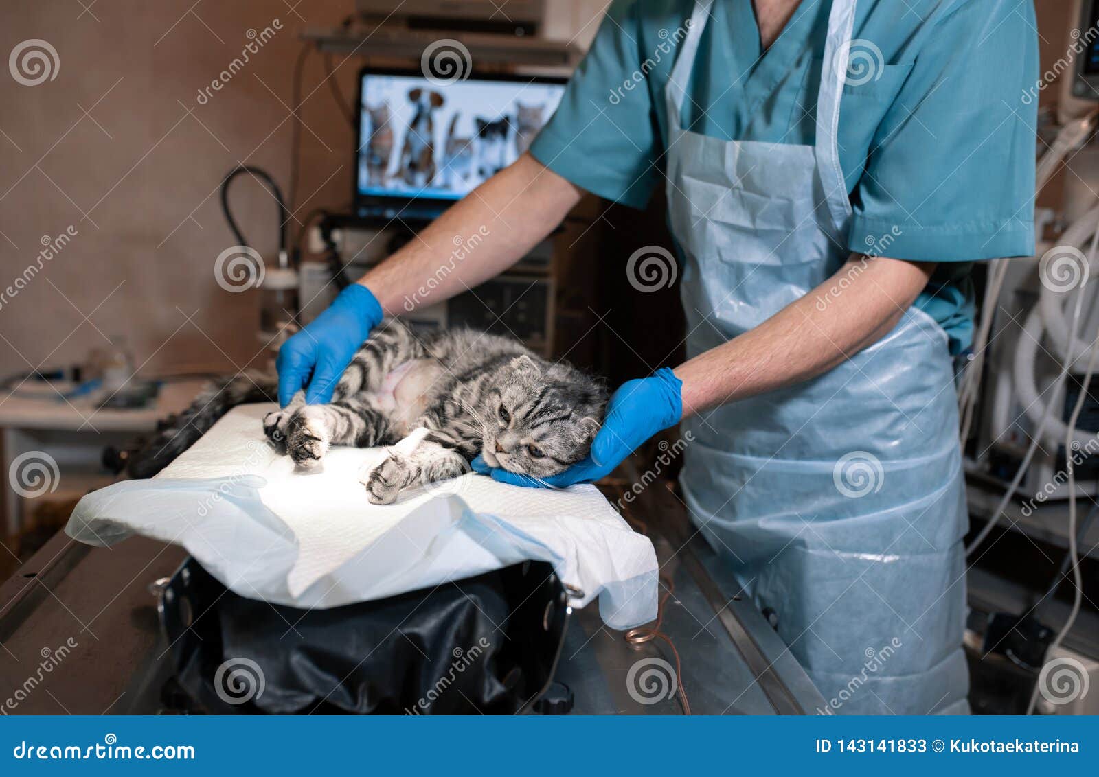 Anesthesiologist Prepares a Cat for Surgery. Pet Surgery Stock Image