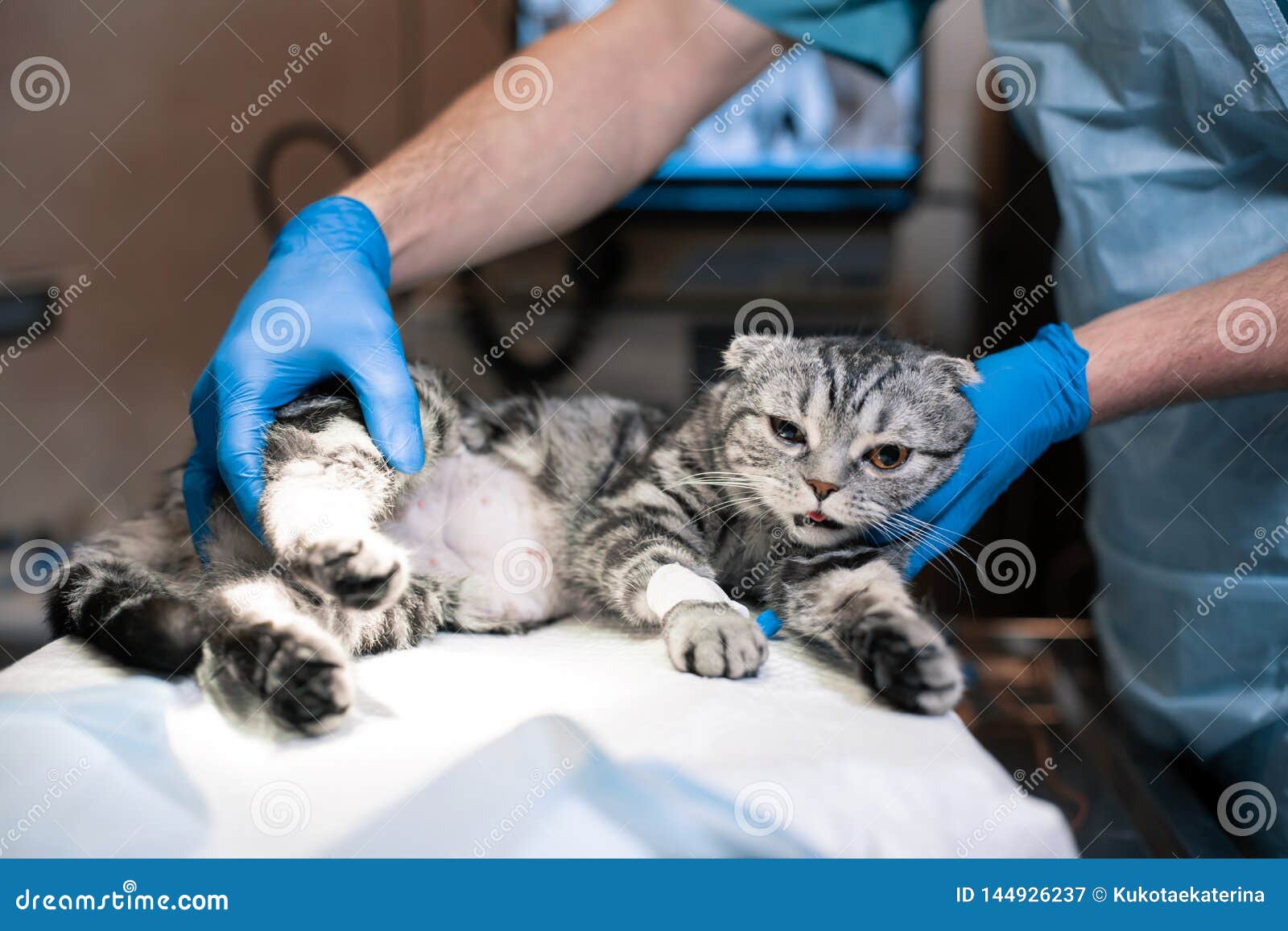 Anesthesiologist Prepares a Cat for Surgery. Pet Surgery Stock Image