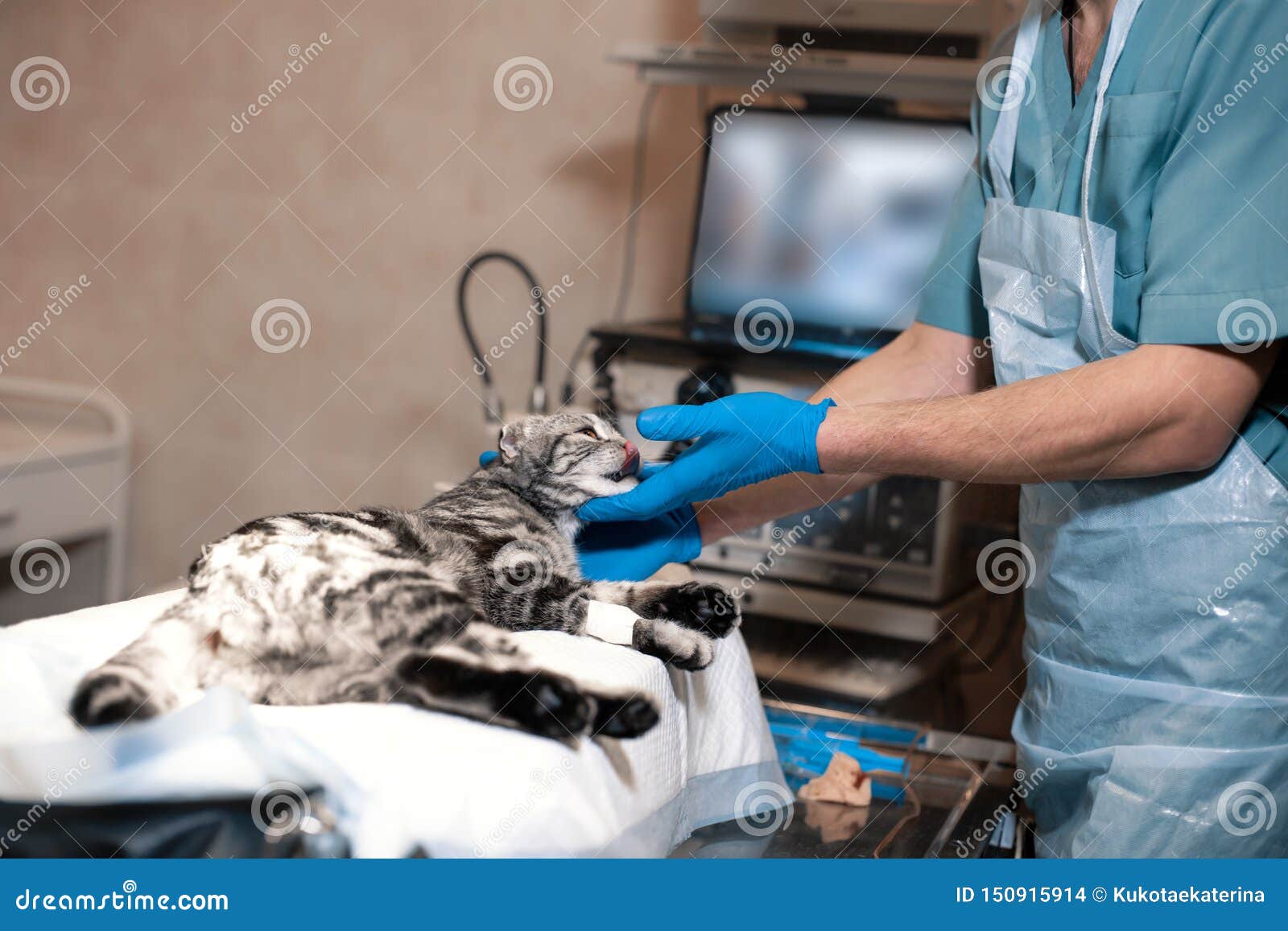 Anesthesiologist Prepares a Cat for Surgery. Pet Surgery Stock Photo