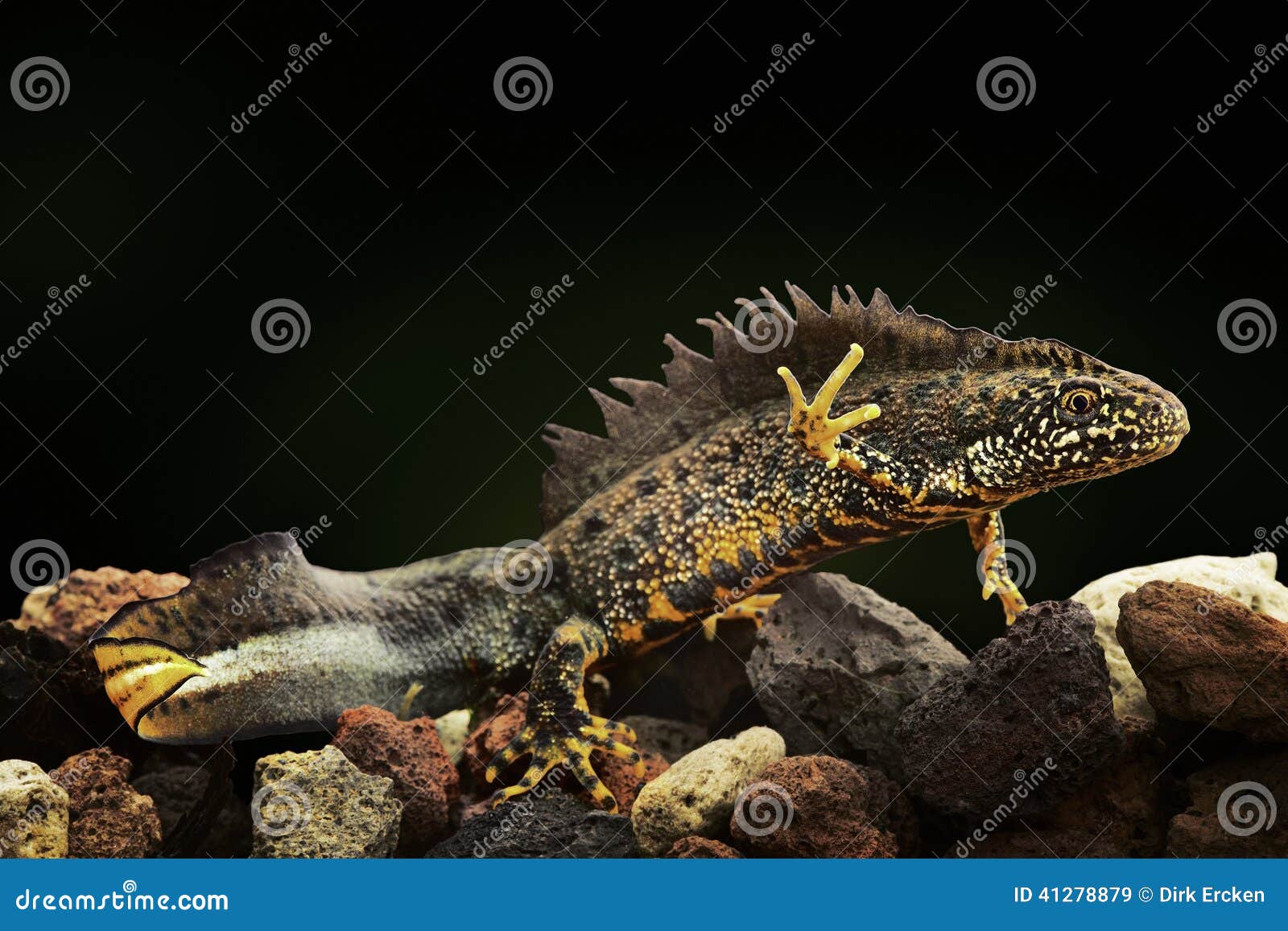 Anfibio crestato di tritone subacqueo