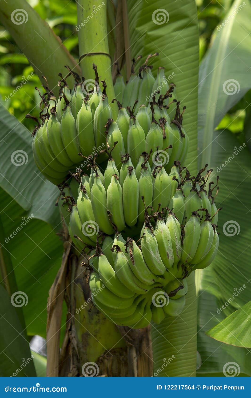 Angebaute Banane im Garten stockfoto. Bild von banane