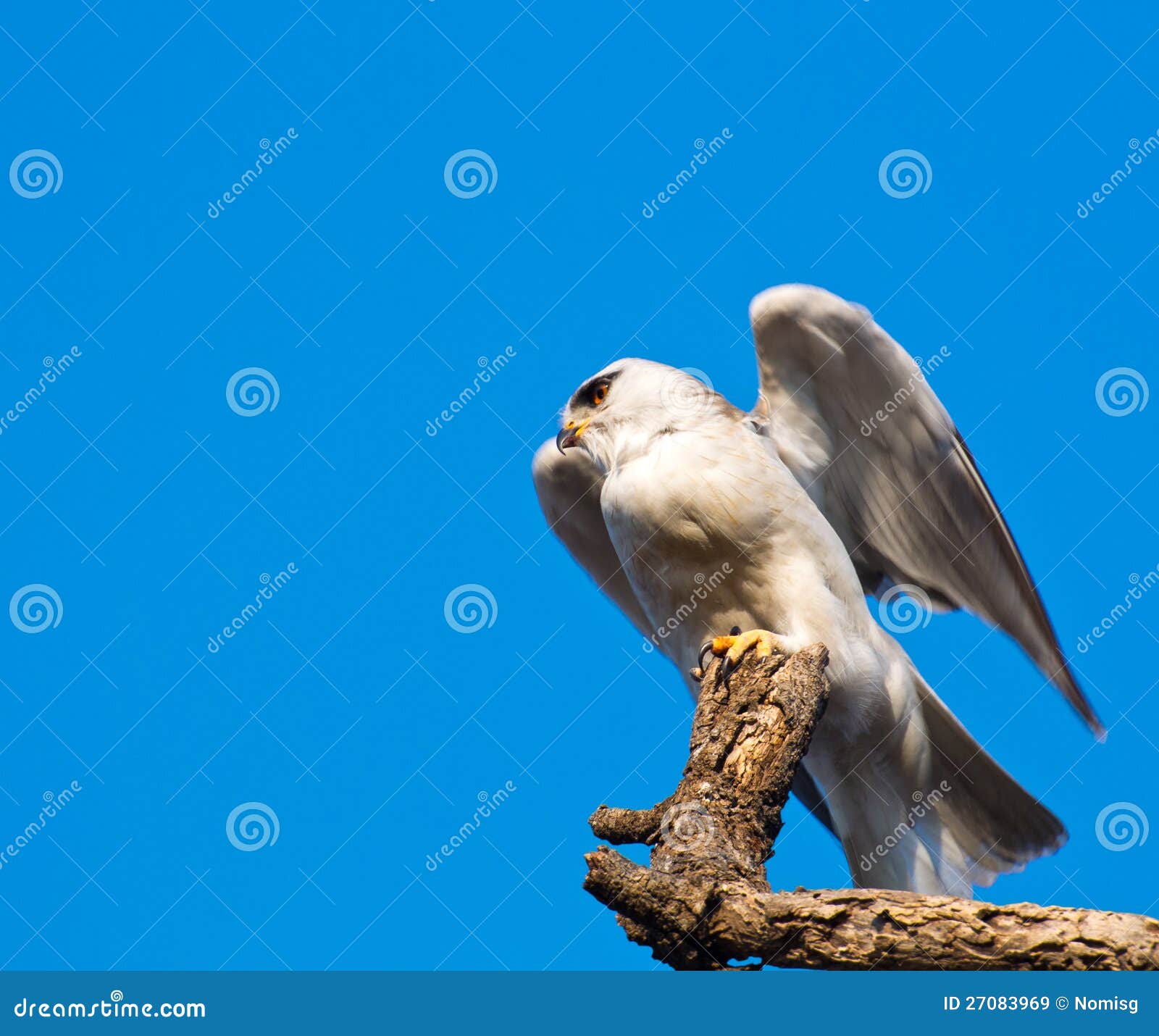 Kite Posed Stock Photos Free & RoyaltyFree Stock Photos from Dreamstime