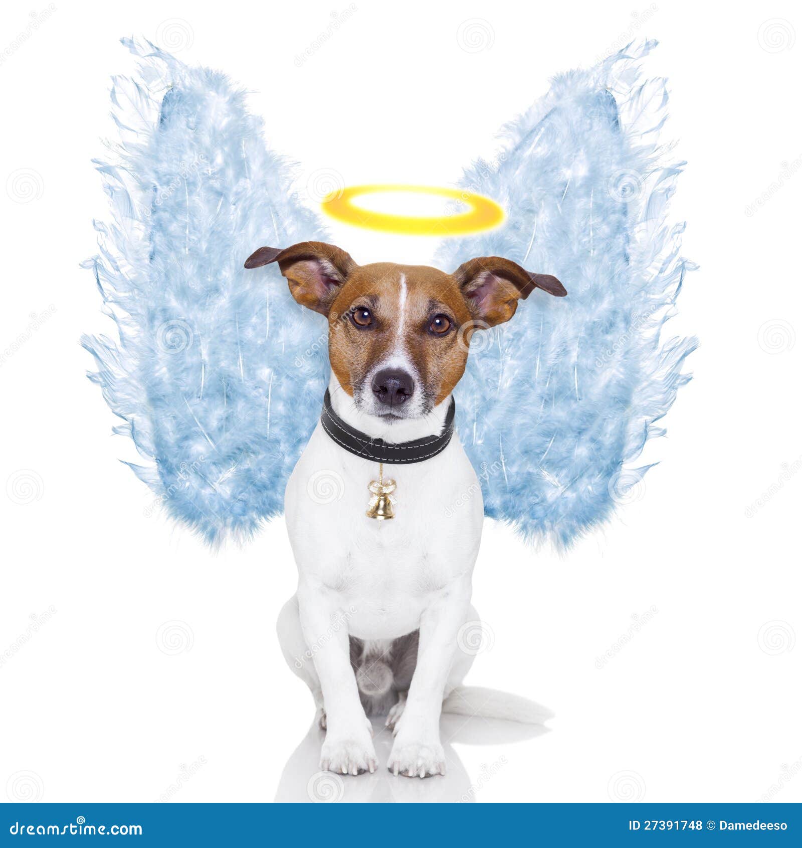 angel dog feather wings aura