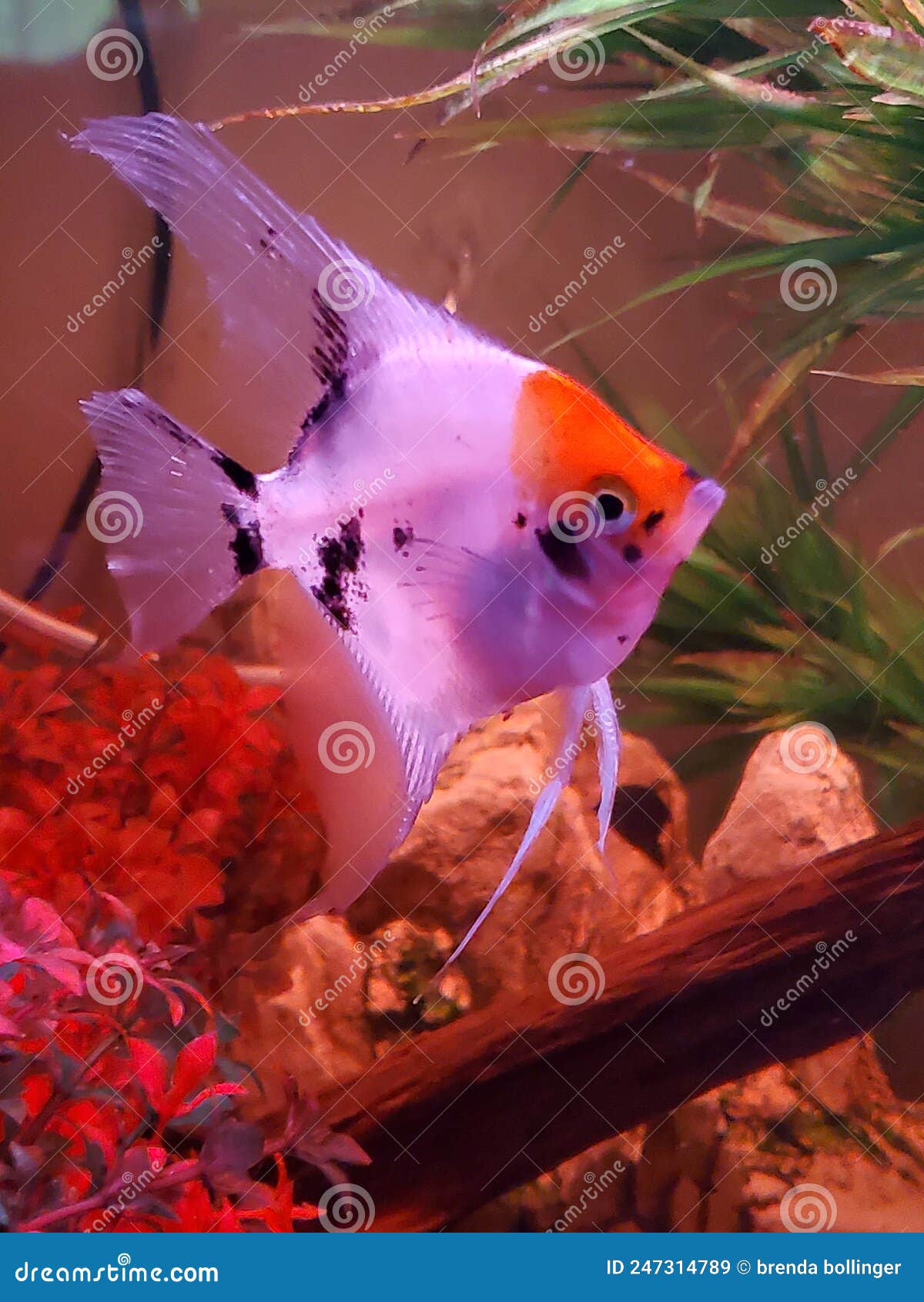 Angel fish pets stock image. Image of pets, parrot, quail 247314789