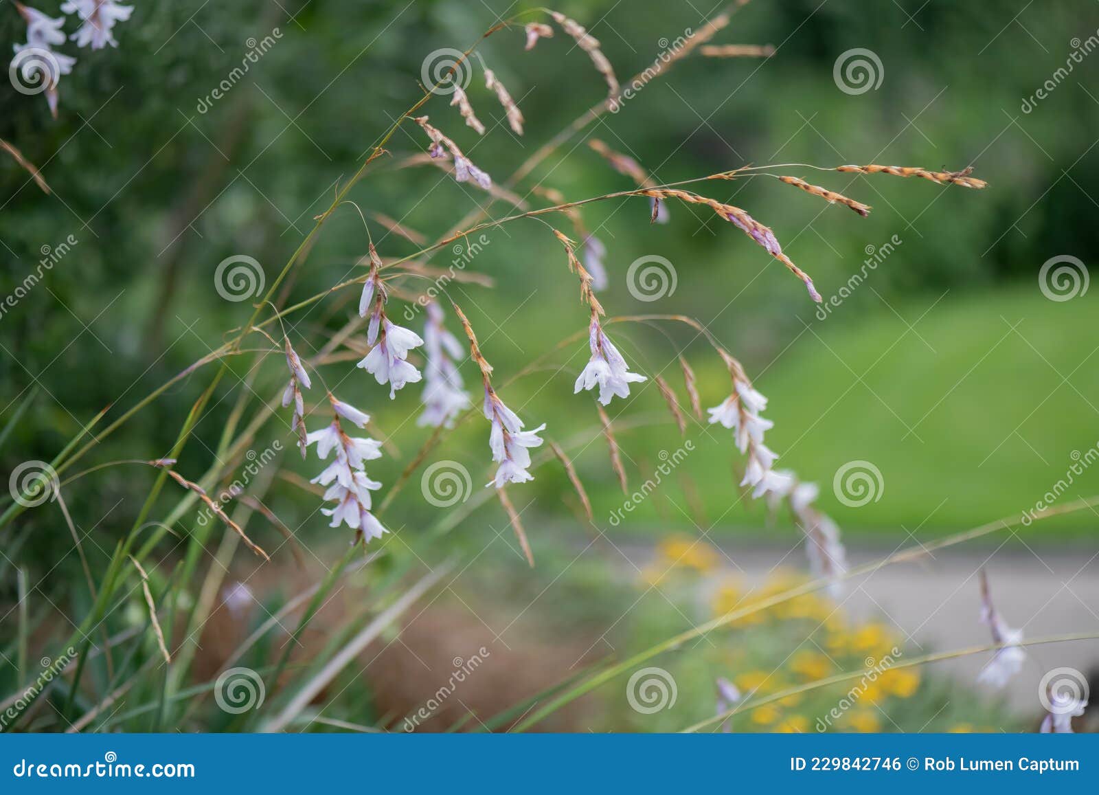 Angel Fishing Rod, Dierama Pulcherrimum Var. Album, Flowering