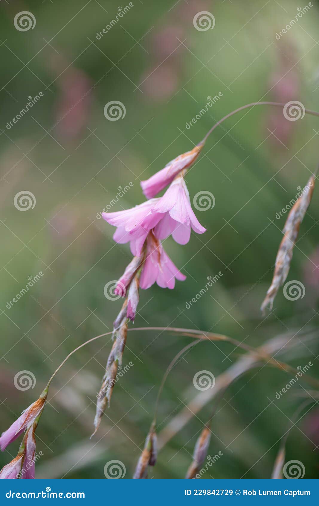 Angel Fishing Rod, Dierama Robustum, Pink, Pending Flowers Stock Image -  Image of stems, iridaceae: 229842729