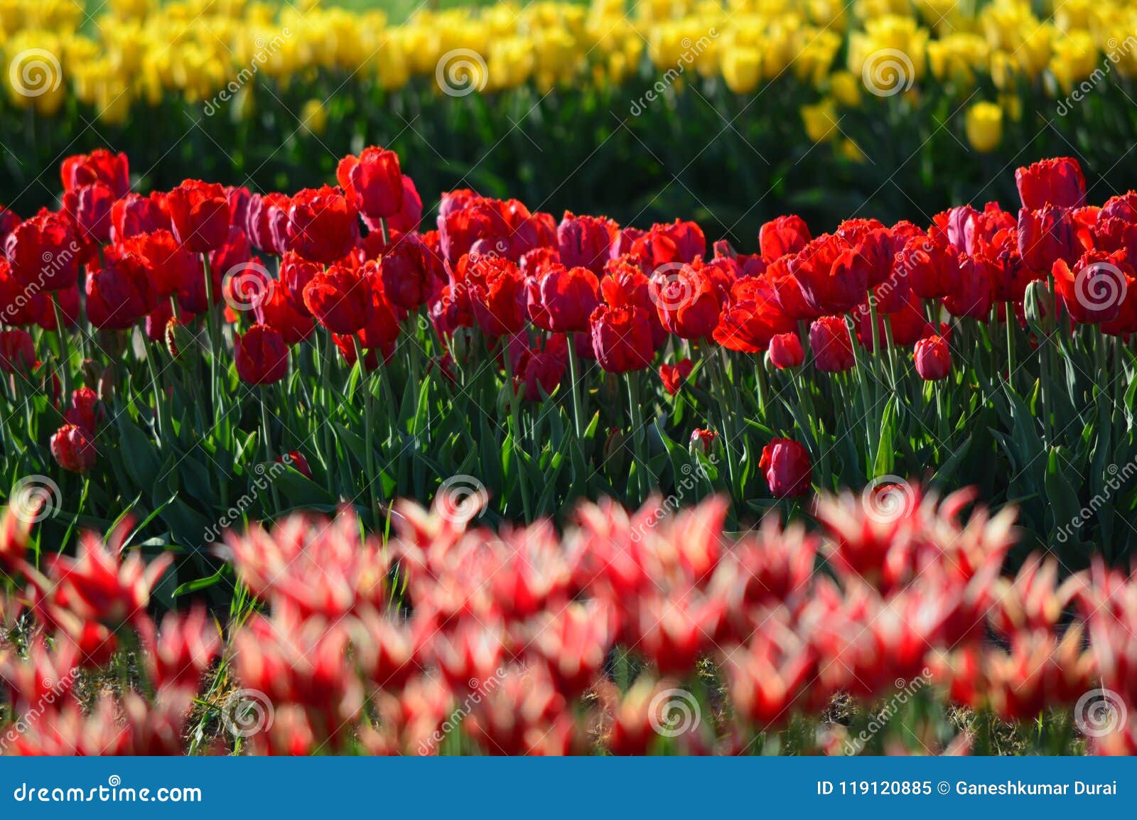 Angel Kiss Tulip Mix At Veldheer Tulip Garden In Holland Stock