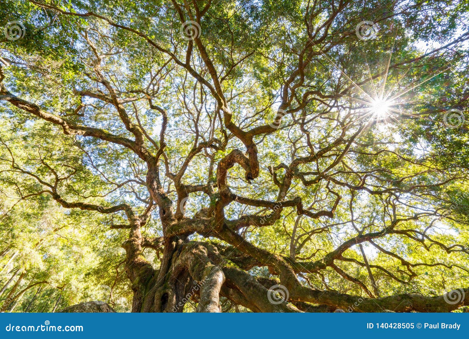 Angel Oak Live Oak Tree Royalty-Free Stock Photography | CartoonDealer ...