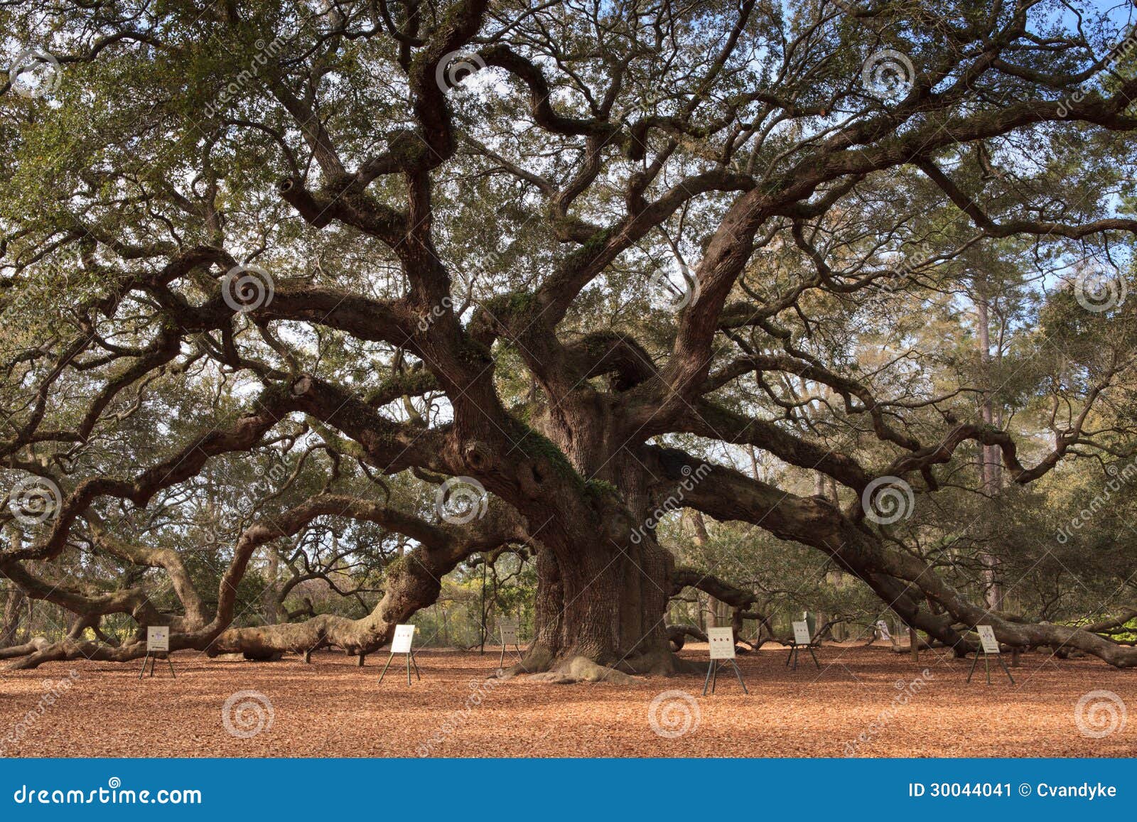 angel oak tree charleston south carolina