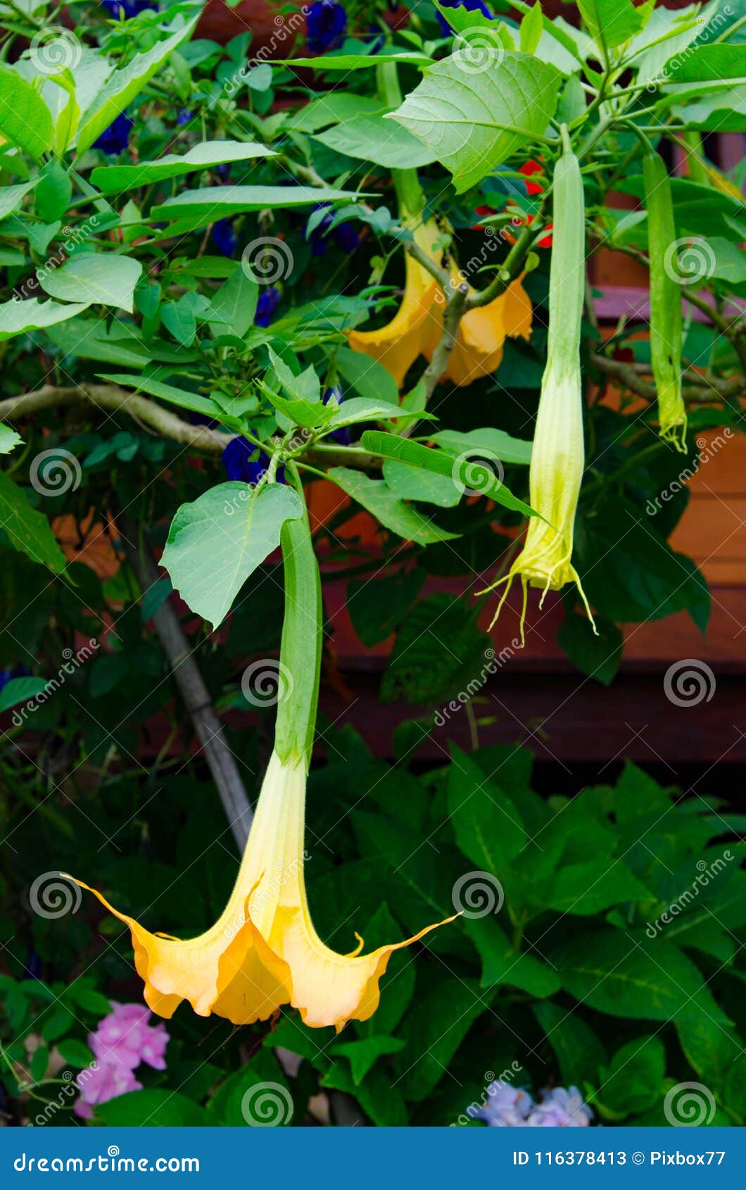 Angel`s Trumpet flower stock image. Image of floral 116378413