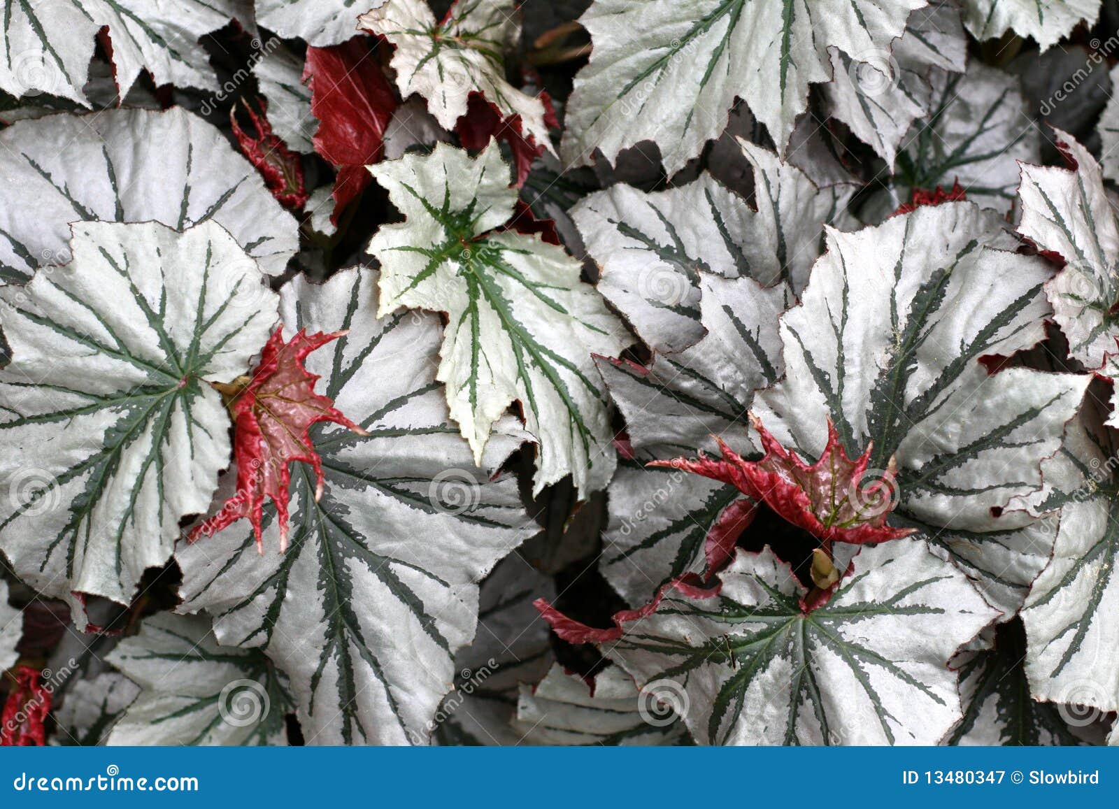 Angel-wing begonia stock image. Image of floral, details - 13480347