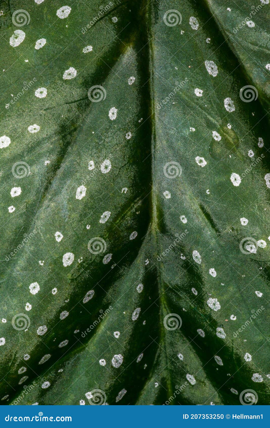 Angel Wing Begonia stock photo. Image of drop, abstract 207353250