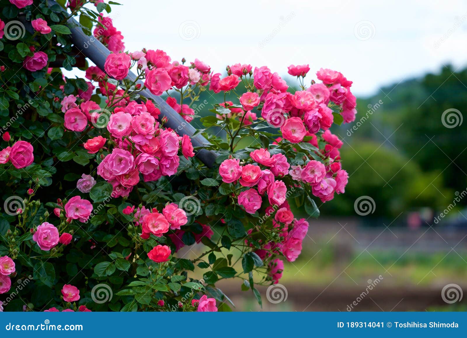 angela roses in a beautiful cup blooming rose garden.