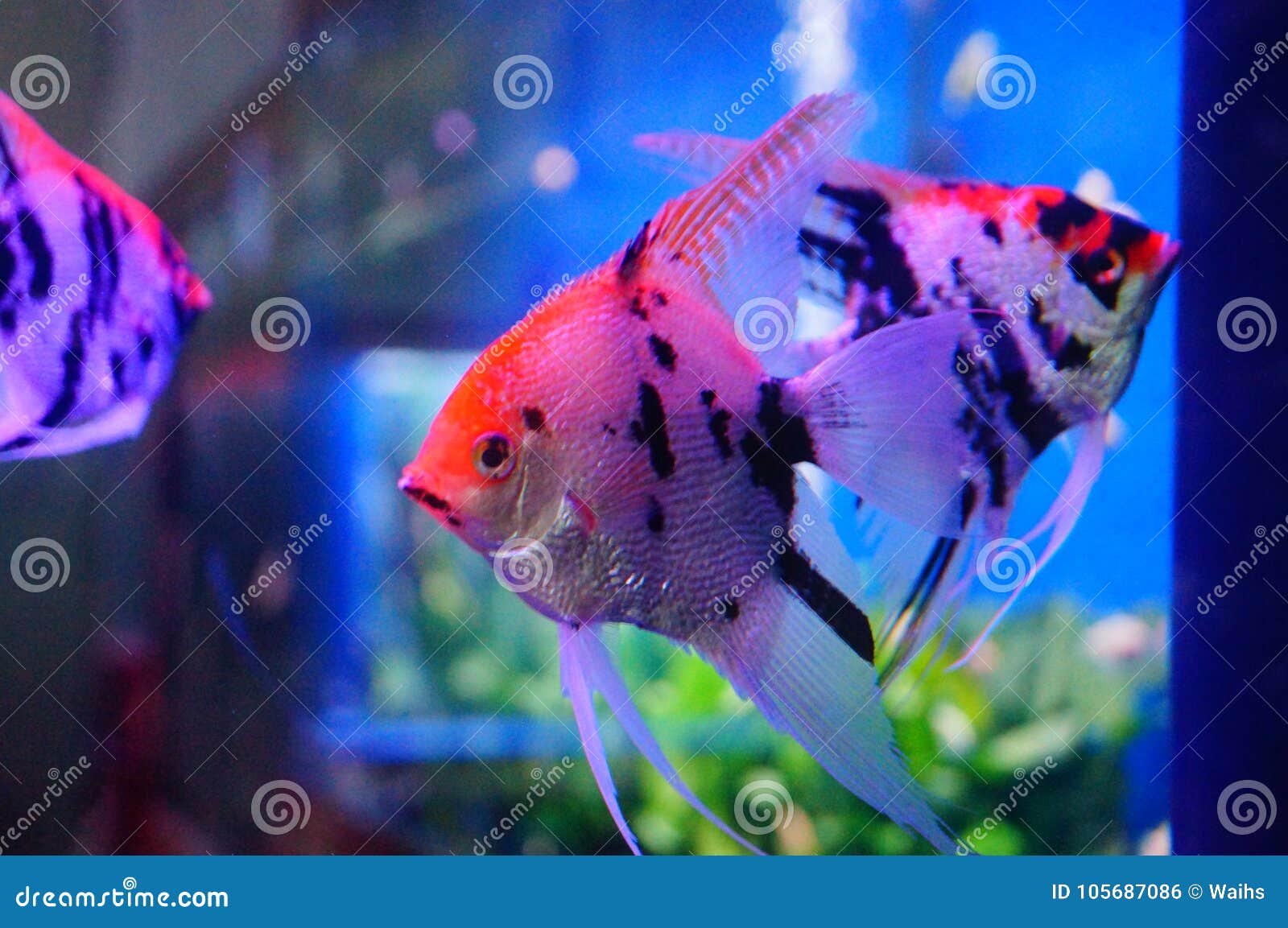 beautiful fairy fish at the aquarium