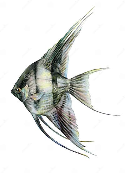 Angelfish Black and White Watercolor Close Up Illustration. Hand Drawn ...