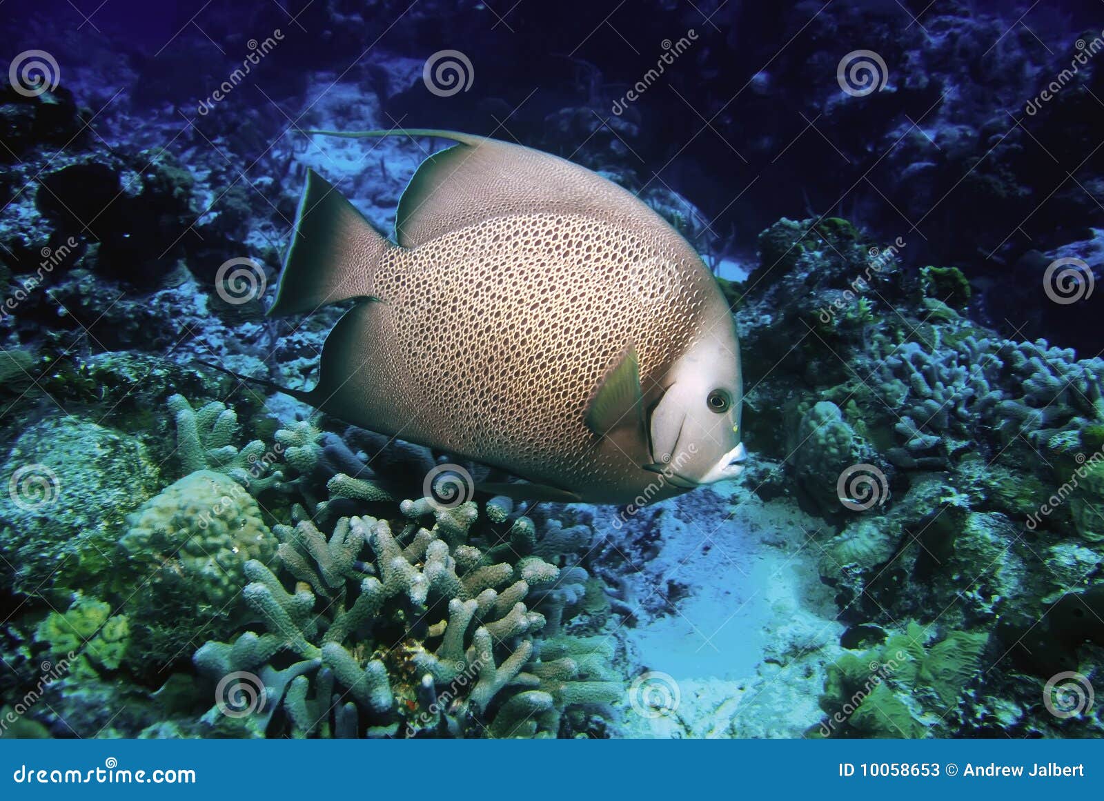 angelfish, cozumel, mexico