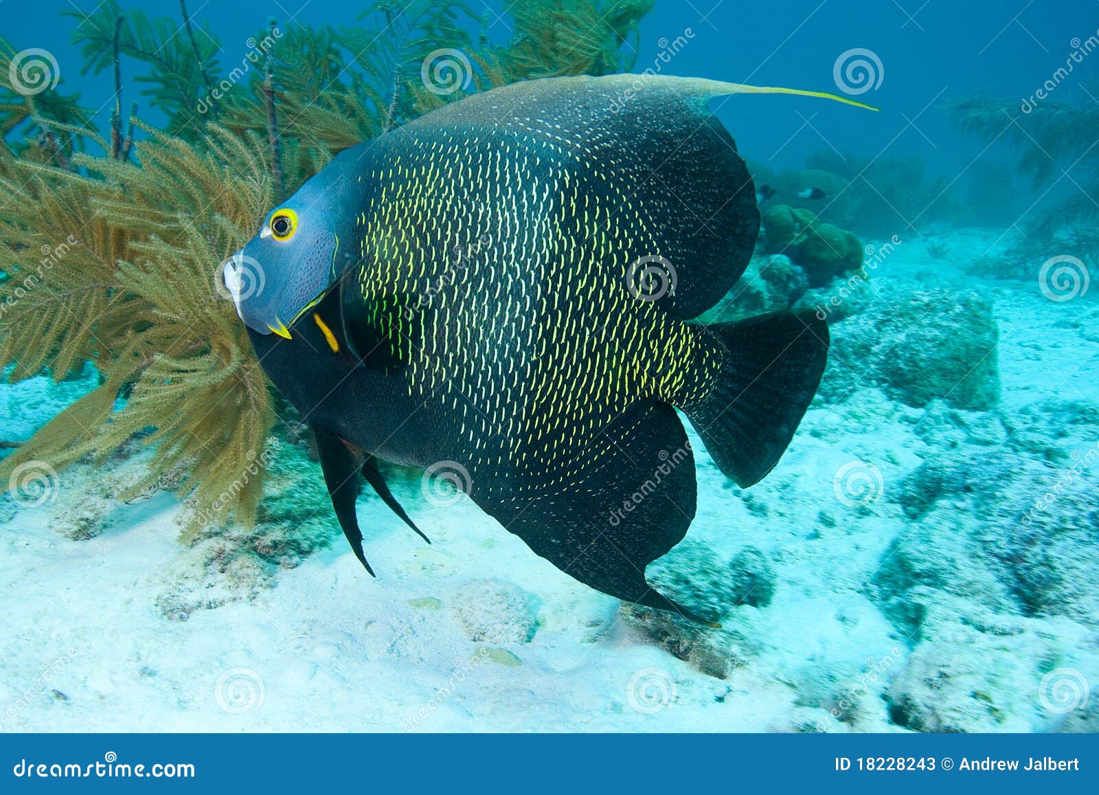 Angelfish francese di nuoto subacqueo, Bonaire