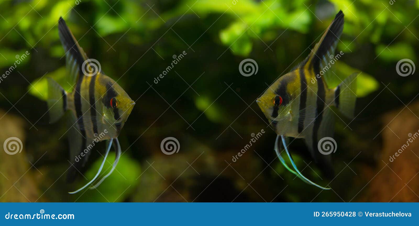angelfish pterophyllum scalare in a aquarium