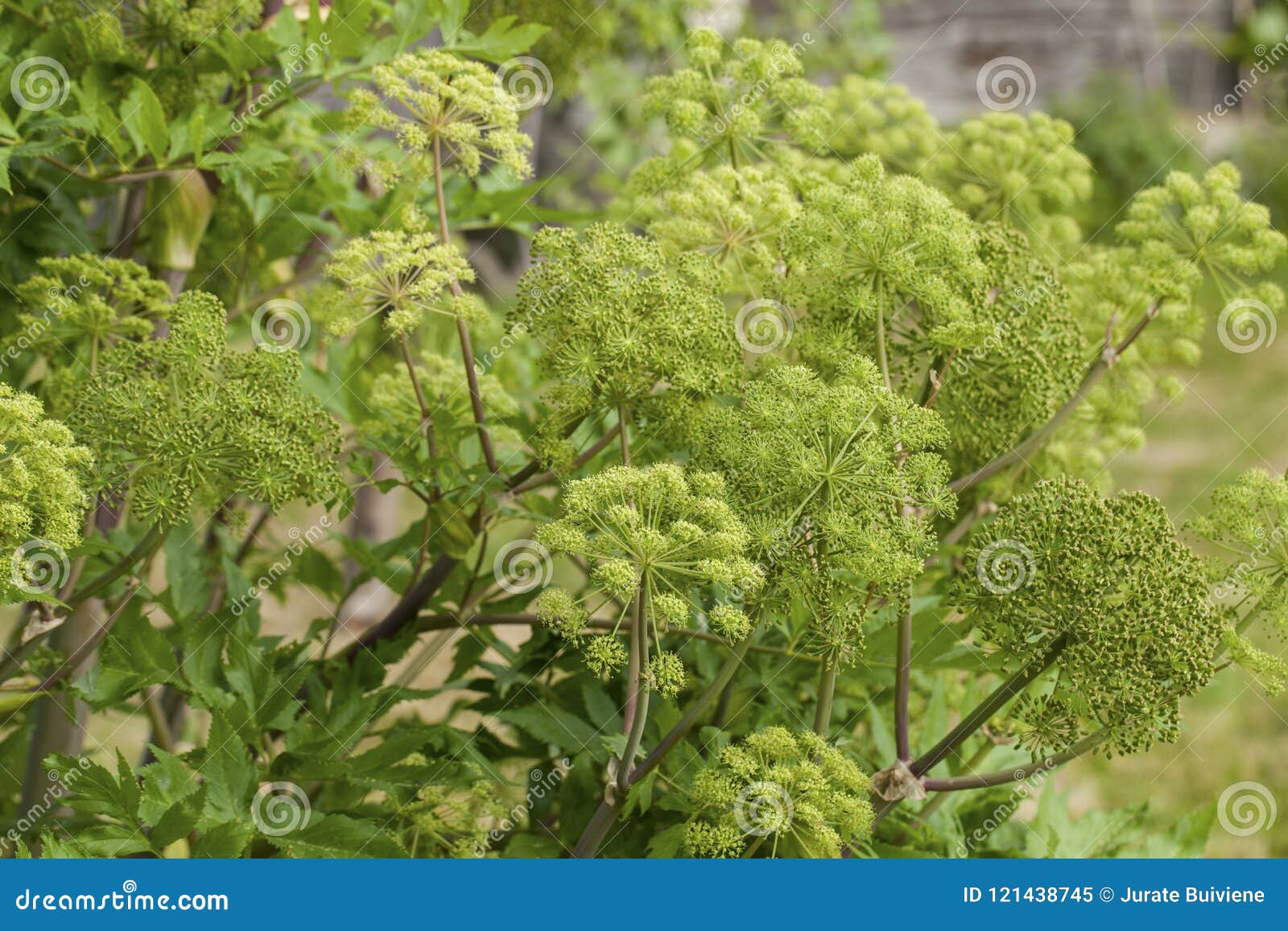 angelica archangelica - the plant used in culinary